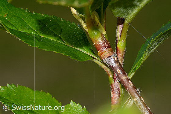 Photo: Sorbus chamaemespilus. Shoots.