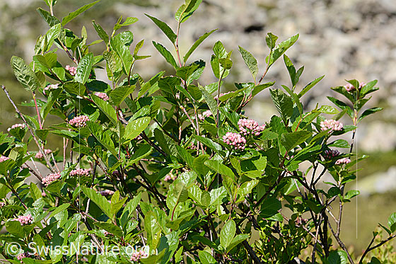 Photo: Sorbus chamaemespilus. Whole plant (habiti).