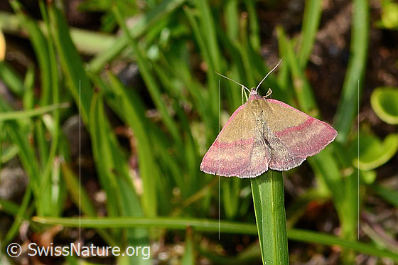 Foto: Kreuzblumen-Bunteulchen (Phytometra viridaria). Flügel geöffnet. Ansicht von oben.