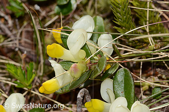 Foto: Buchsblättrige Kreuzblume (Polygala chamaebuxus). Blüten.