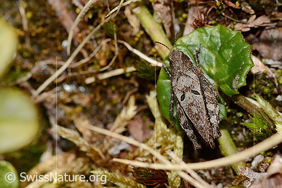 Photo: Tetrix bipunctata. Length 13mm. Female. View from above.