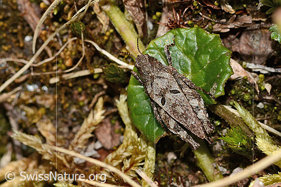 Foto: Zweipunkt-Dornschrecke (Tetrix bipunctata). Länge 13mm. Weibchen. Ansicht von oben.