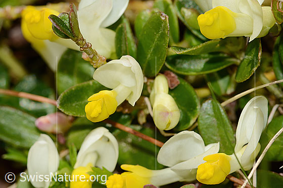 Photo: Polygala chamaebuxus. Blossoms.