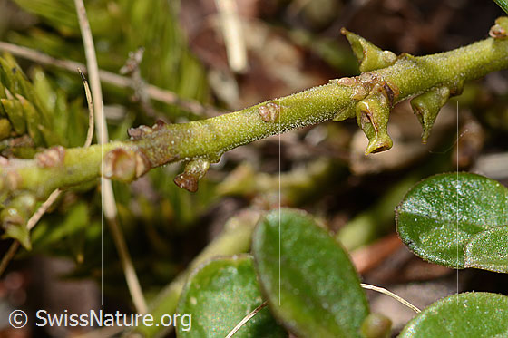 Photo: Polygala chamaebuxus. Twigs.