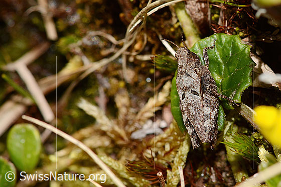 Foto: Zweipunkt-Dornschrecke (Tetrix bipunctata). Länge 13mm. Weibchen. Ansicht von schräg oben.