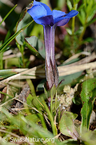 Foto: Frühlings-Enzian (Gentiana verna). Ganze Pflanze (Habitus). Höhe: 4cm. Ansicht von der Seite.