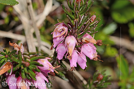 Photo: Erica carnea. Blossoms.