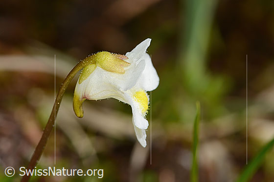 Photo: Pinguicula alpina. Blossom. View from the side.
