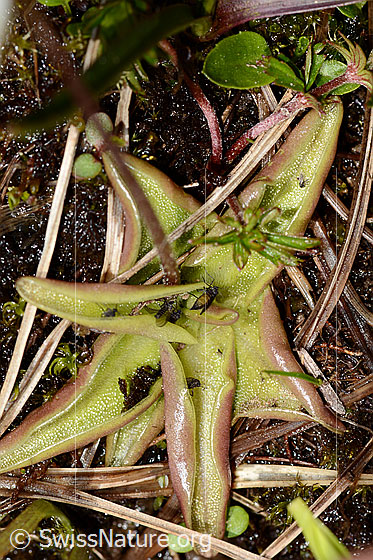 Photo: Pinguicula alpina. Leaves. View from above.