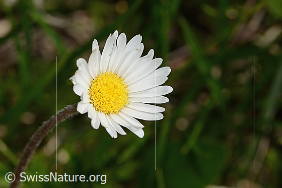 Foto: Alpenmasslieb (Aster bellidiastrum). Blüte. Durchmesser: 2cm. Ansicht von oben.