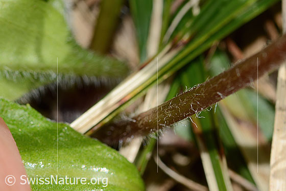 Foto: Alpenmasslieb (Aster bellidiastrum). Stängel unten.