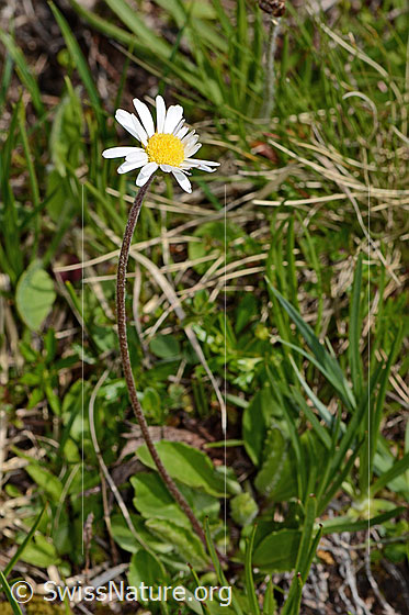 Foto: Alpenmasslieb (Aster bellidiastrum). Ganze Pflanze (Habitus). Höhe: 15cm.