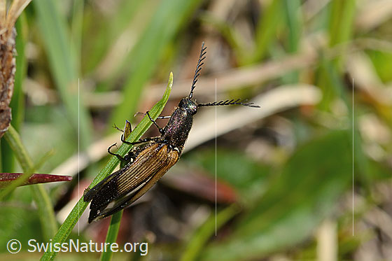 Foto: Kupferfarbener Kammhorn-Schnellkäfer (Ctenicera cuprea). Länge 16mm. Männchen. Ansicht von oben.
