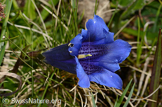 Foto: Wahrscheinlich Clusius Enzian (Gentiana clusii). Blüte. Ansicht von seitlich oben.