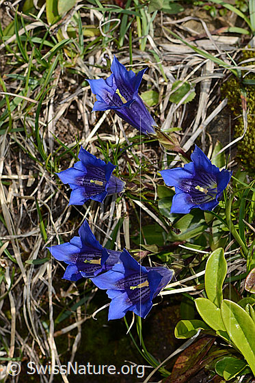 Foto: Wahrscheinlich Clusius Enzian (Gentiana clusii). Mehrere Exemplare. Ansicht von oben.