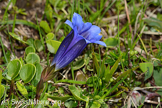 Foto: Wahrscheinlich Clusius Enzian (Gentiana clusii). Ganze Pflanze (Habitus). Blick von der Seite.