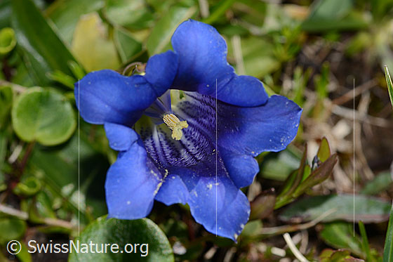 Foto: Wahrscheinlich Clusius Enzian (Gentiana clusii). Blüte. Ansicht von oben.