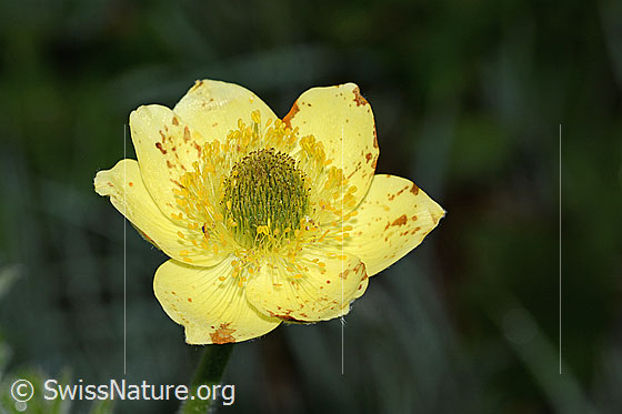 Photo: Pulsatilla alpina ssp. Apiifolia. Blossom.