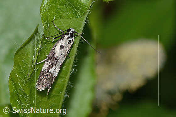 Ethmia quadrillella (Grasminiermotte)