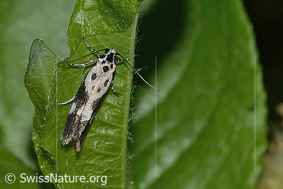 Foto: Ethmia quadrillella (Grasminiermotte). Flügel geschlossen. Ansicht von oben.