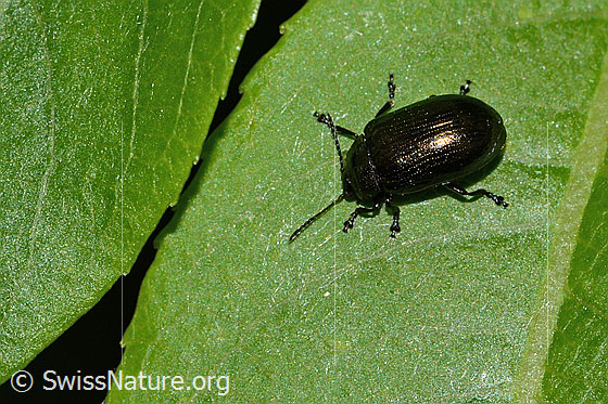 Photo: Phratora vitellinae. Length 5mm. View from above.