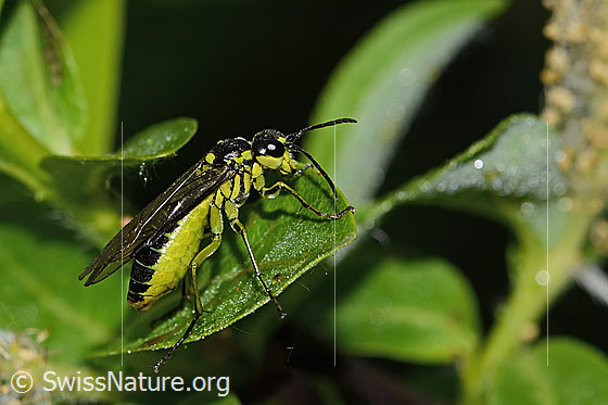 Foto: Grünschwarze Blattwespe (Tenthredo mesomela). Länge 13mm. Ansicht von der Seite.