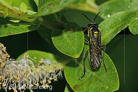 Foto: Grünschwarze Blattwespe (Tenthredo mesomela). Länge 13mm. Ansicht von oben.