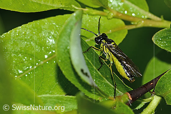Foto: Grünschwarze Blattwespe (Tenthredo mesomela). Länge 13mm. Ansicht von seitlich oben.