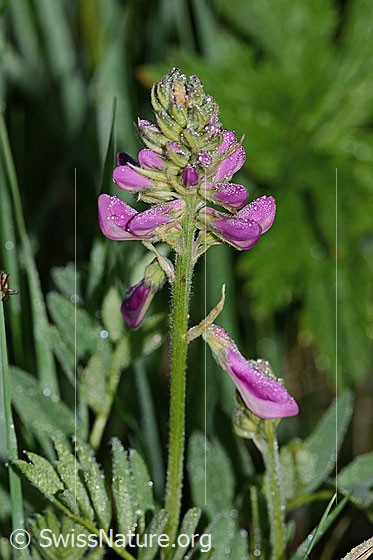 Foto: Alpen-Süssklee (Hedysarum hedysaroides). Stängel und geschlossene Blüten.