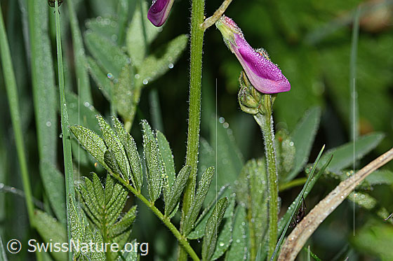 Foto: Alpen-Süssklee (Hedysarum hedysaroides). Blätter und Stängel.