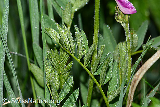 Foto: Alpen-Süssklee (Hedysarum hedysaroides). Blätter.