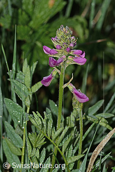 Foto: Alpen-Süssklee (Hedysarum hedysaroides). Ganze Pflanze (Habitus). Blüten geschlossen.