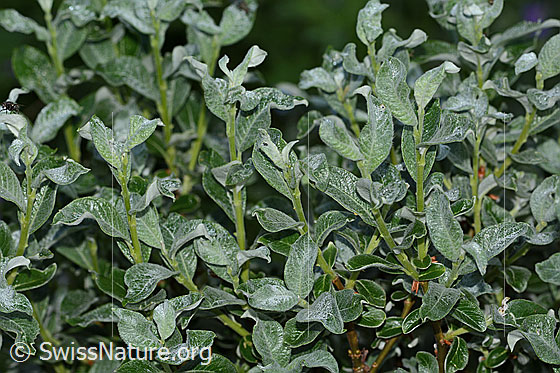 Foto: Seidenhaarige Weide (Salix glaucosericea). Ästchen und Blätter.