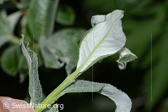 Foto: Seidenhaarige Weide (Salix glaucosericea). Blattunterseite.