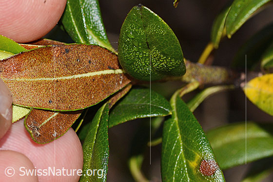 Foto: Rostblättrige Alpenrose (Rhododendron ferrugineum). Blattunterseite.