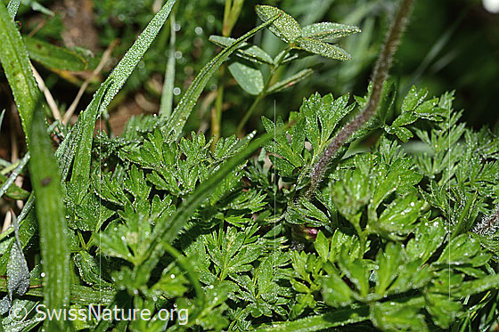 Foto: Monte Baldo-Anemone (Anemone baldensis). Blätter und Stängel.