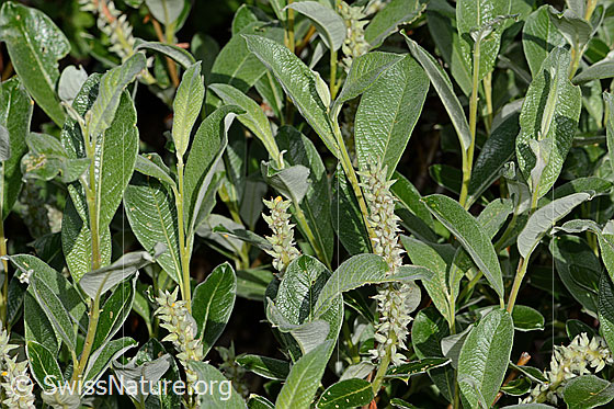 Seidenhaarige Weide (Salix glaucosericea)