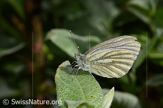 Foto: Wahrscheinlich Bergweissling (Pieris bryoniae). Flügel geschlossen. Ansicht von der Seite.