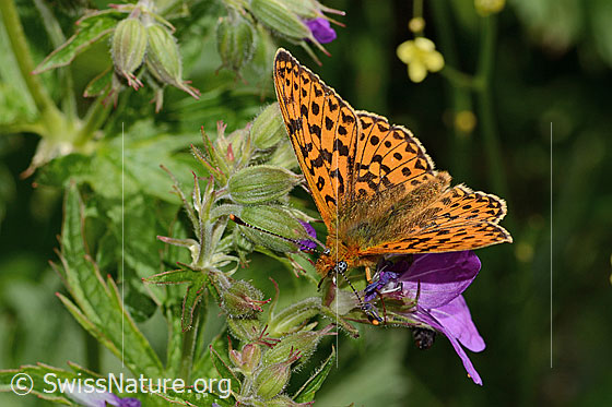 Foto: Silberfleck-Perlmuttfalter (Boloria euphrosyne) auf Wald-Storchschnabel (Geranium sylvaticum). Flügel geöffnet. Ansicht von vorne oben.