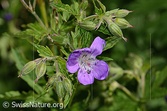 Foto: Wald-Storchschnabel (Geranium sylvaticum). Blüte.