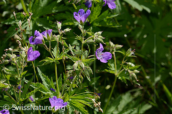 Photo: Geranium sylvaticum. Whole plant (habiti).