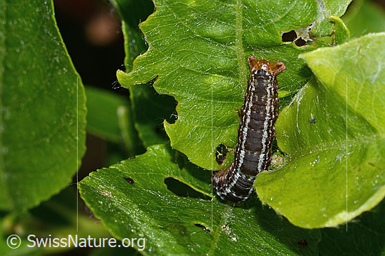 Photo: Hydriomena furcata on Salix caprea. View from above.