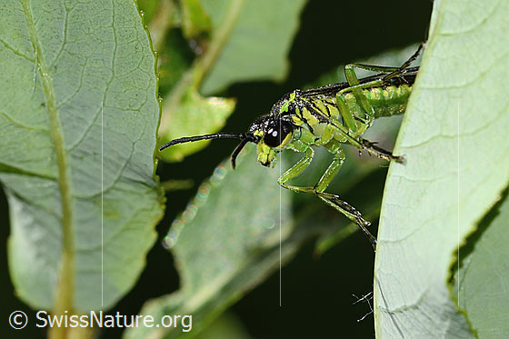 Foto: Grünschwarze Blattwespe (Tenthredo mesomela). Länge 8 - 13mm. Ansicht von seitlich vorne.