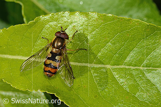 Foto: Behaarte Schwebfliege (Syrphus torvus). Länge 10mm. Weibchen. Ansicht von oben.