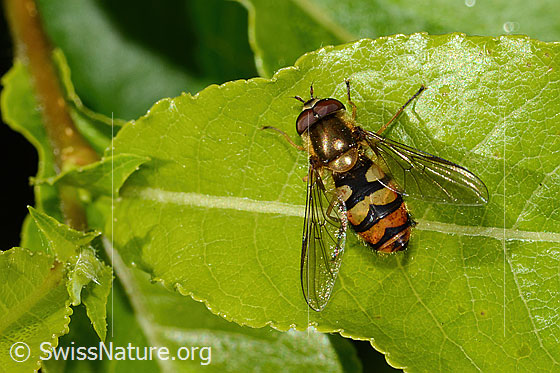 Foto: Behaarte Schwebfliege (Syrphus torvus). Länge 10mm. Weibchen. Ansicht von oben.