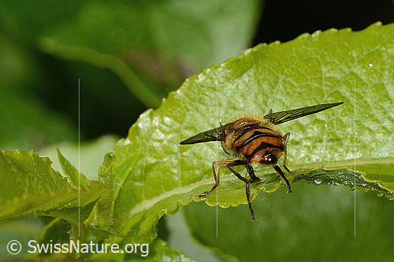 Foto: Behaarte Schwebfliege (Syrphus torvus). Länge 10mm. Weibchen. Ansicht von hinten.