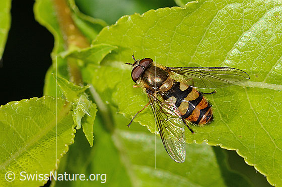 Foto: Behaarte Schwebfliege (Syrphus torvus). Länge 10mm. Weibchen. Ansicht von oben.