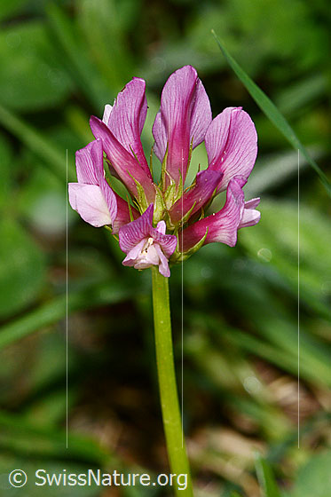 Photo: Trifolium alpinum. Blossoms and stem.
