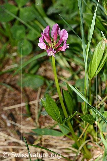 Photo: Trifolium alpinum. Whole plant (habiti). Height: 16cm.