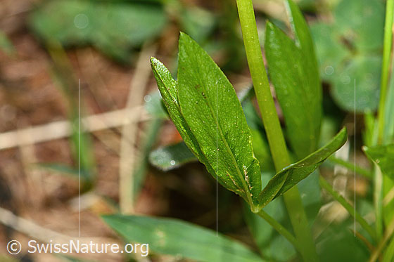 Photo: Trifolium alpinum. Leaf underside.